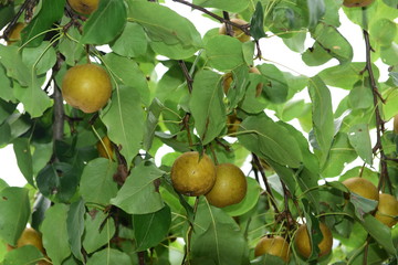 Pear tree is full of fruit