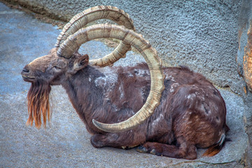 mountain goat with huge round horns
