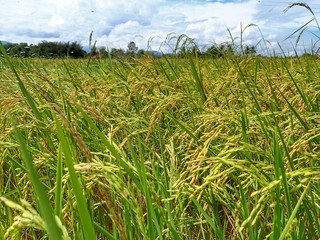 Fototapeta premium OLYMPUS DIGITAL CAMERA