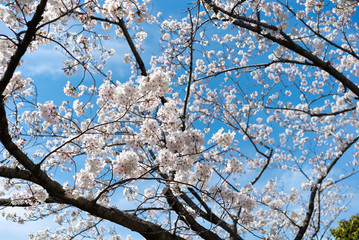 青空と桜