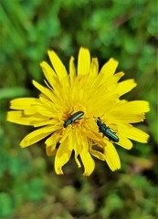 a dandelion flower with two beetles