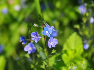 Fototapeta na wymiar Veronica arvensis - wall speedwell blue flowers, Poland