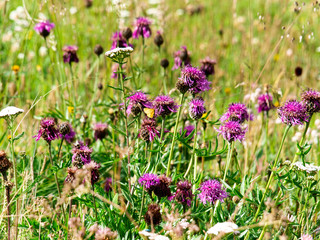 Wild flowers in summer