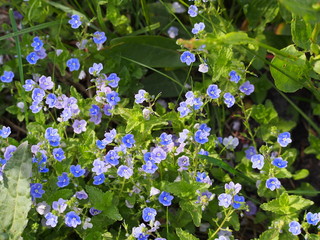 Veronica arvensis - wall speedwell blue flowers, Poland