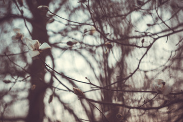 Unblown bud of white magnolia on a tree branch close up on a blurred background. macro