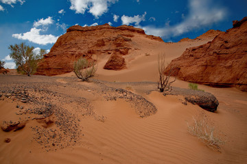 Fototapeta premium Mongolia. The Central part of the Gobi desert. Saxaul and poplar in the Herman Tsav oasis.