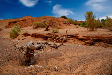 Mongolia. The Central part of the Gobi desert. Saxaul and poplar in the Herman Tsav oasis.