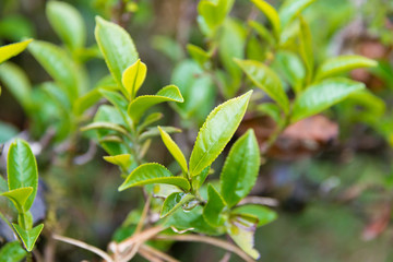 Darjeeling, India - Apr 19 2018- Tea leaf on Happy Valley Tea Estate in Darjeeling, West Bengal, India. Darjeeling teas are regarded as one of the best world wide.