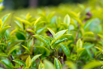 Darjeeling, India - Apr 19 2018- Tea leaf on Happy Valley Tea Estate in Darjeeling, West Bengal, India. Darjeeling teas are regarded as one of the best world wide.