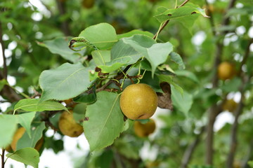 Pear tree is full of fruit