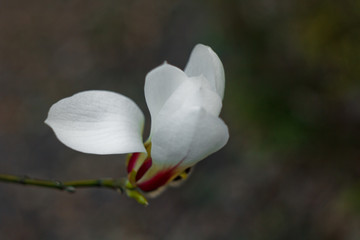 Blooming bud white magnolia on a tree branch close-up on a blurred background. macro