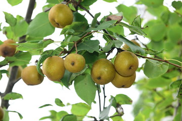 Pear tree is full of fruit