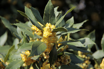 laurier en fleur