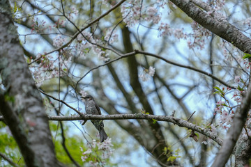 桜とヒヨドリ