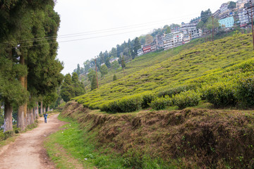 Darjeeling, India - Apr 19 2018- Tea Plantations at Happy Valley Tea Estate in Darjeeling, West Bengal, India. Darjeeling teas are regarded as one of the best world wide.
