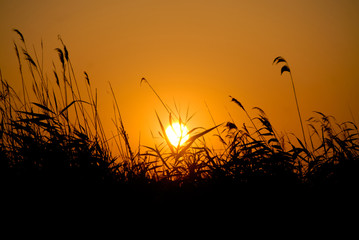 sunset over wheat field in danubian delta