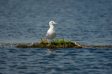 single seagull on floating isle in danubian delta