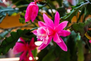 Big open Geranium flower in beautiful pink