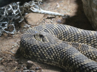 Western hognose snake