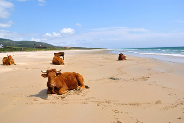 Vacas tomando el sol en la playa de Bolonia 