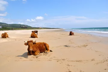 Cercles muraux Plage de Bolonia, Tarifa, Espagne Vacas tomando el sol en la playa de Bolonia 