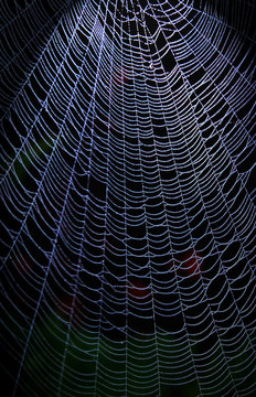 Web of Deceit
