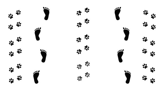 The prints of the paws of the animal and the feet of the person in motion. Traces of a moving animal.