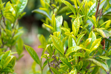 Darjeeling, India - Apr 19 2018- Tea leaf on Happy Valley Tea Estate in Darjeeling, West Bengal, India. Darjeeling teas are regarded as one of the best world wide.