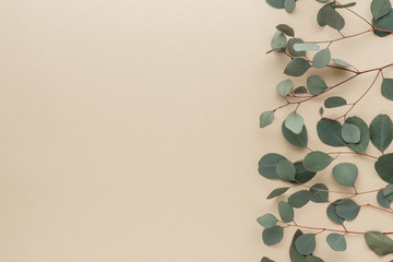 eucalyptus  leaves top view with copy space for your text. flat lay. 