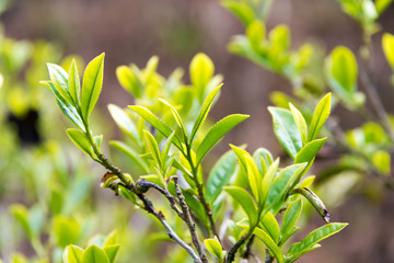 Darjeeling, India - Apr 19 2018- Tea leaf on Happy Valley Tea Estate in Darjeeling, West Bengal, India. Darjeeling teas are regarded as one of the best world wide.