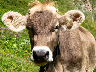 Fototapeta premium grazing cows in the Titlis area