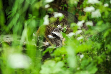 Raccoons in forest drinking water