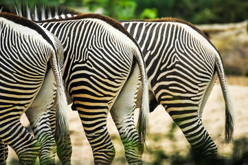 Fototapeta na wymiar Three zebras halfs in zoo grasing near each other