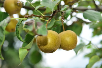 Pear tree is full of fruit