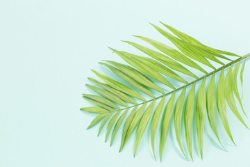 Obraz premium liście palmowe na tle papieru