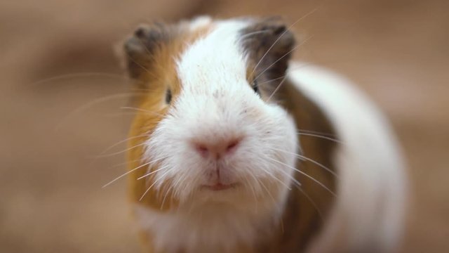 Cute Guinea pigs Cavia Porcellus. Close up cinematic 4k clip .