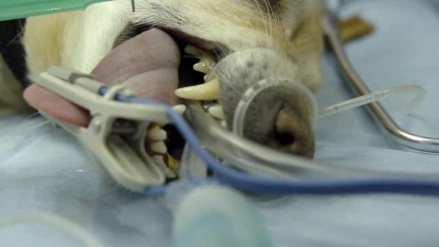 The face of the dog under anesthesia on the operating table close-up, all in wires, tongue clamped clothespin.
