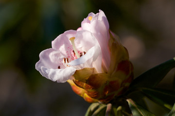 White and pink rhododendron bud, soon to be flowers