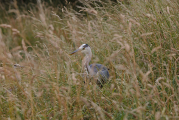 Herons in long grass