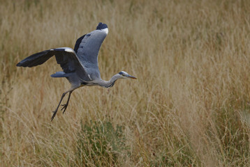 Herons in long grass