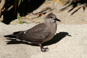 Inkaseeschwalbe / Inca tern / Larosterna inca...