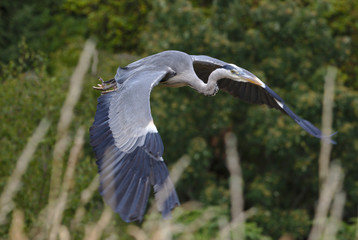 Heron flying