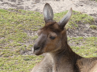 western grey kangaroo © Colin