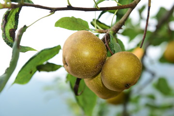 Pear tree is full of fruit