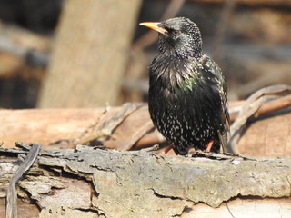 sparrow