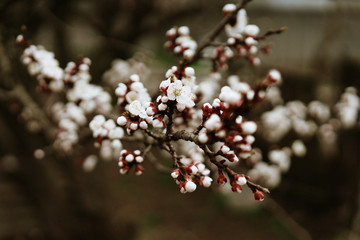 first flowering apricots, spring came, selective focus