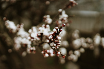 first flowering apricots, spring came, selective focus