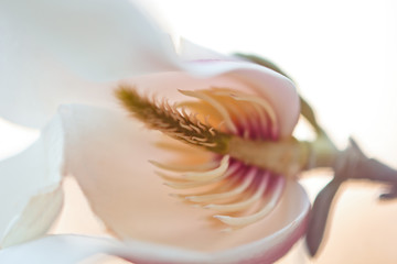 sliced bud of magnolia close up. flower's calyx structure in macro on a blurred background. pistils, stamens, pollen
