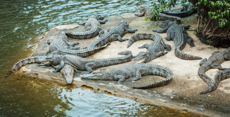 Crocodile farm zoo, crocodiles swim near the lake