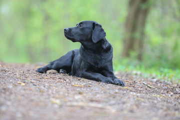 Junger Labrador auf einem Spaziergang